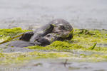 Sea Otters in Elkhorn Slough
